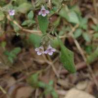 Lepidagathis fasciculata (Retz.) Nees